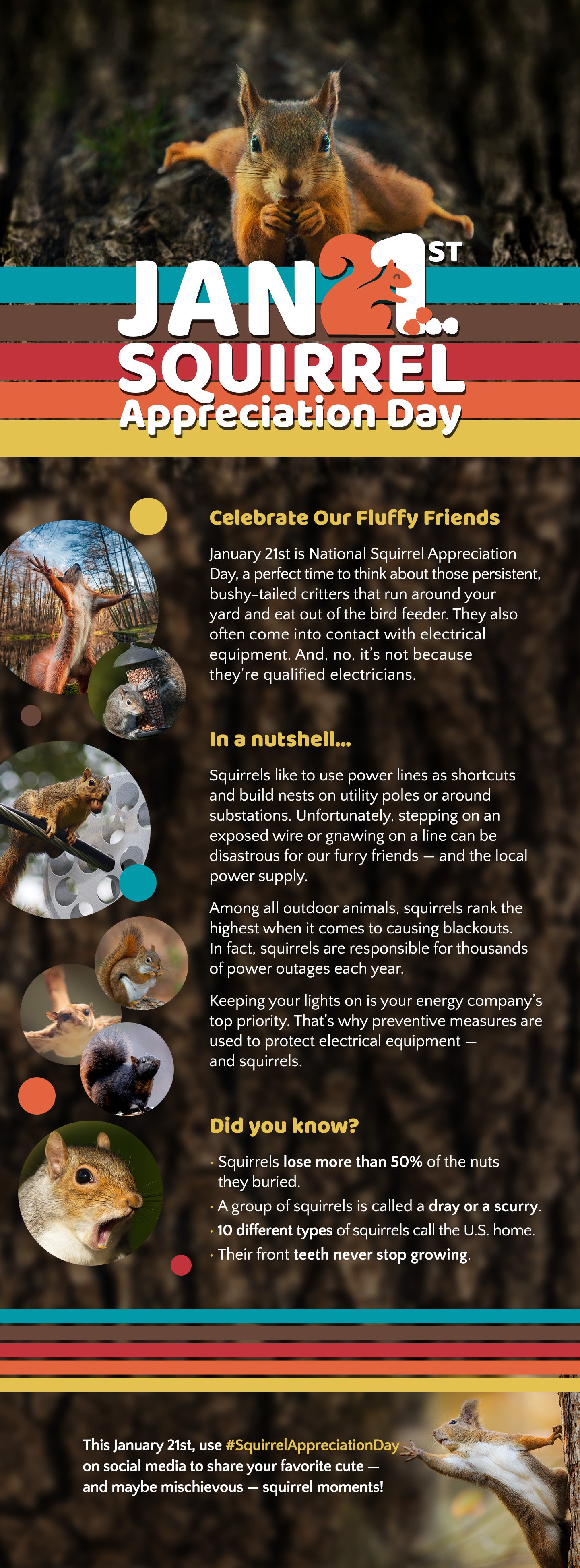 Squirrel infographic